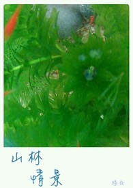 猴子在山林中的生活情景